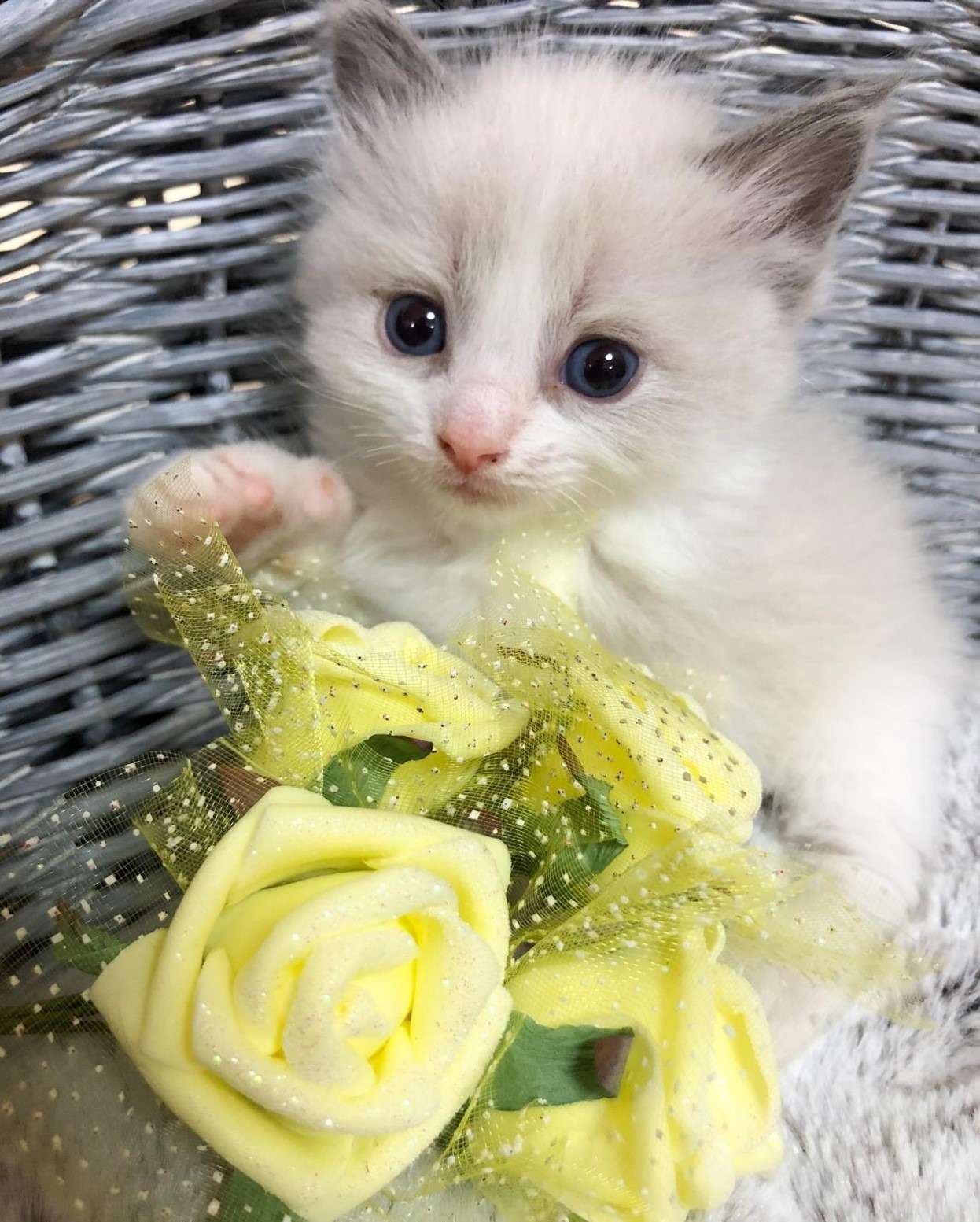 ラグドール（男の子）