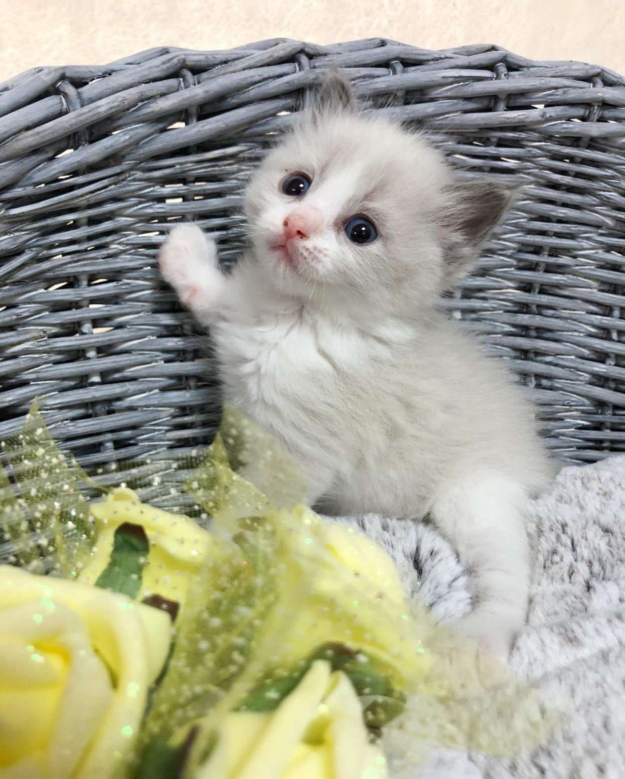 ラグドール（男の子）