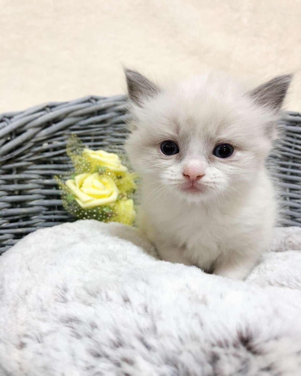 ラグドール（男の子）