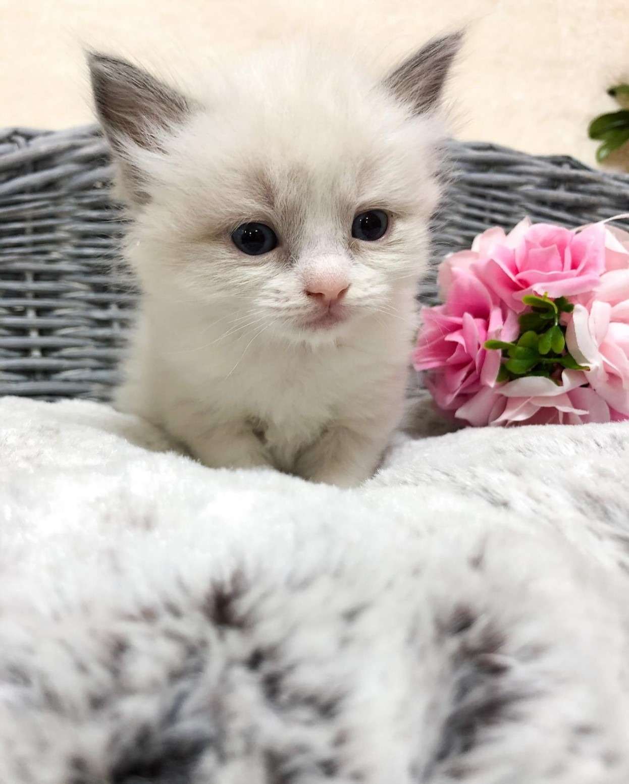 ラグドール（男の子）