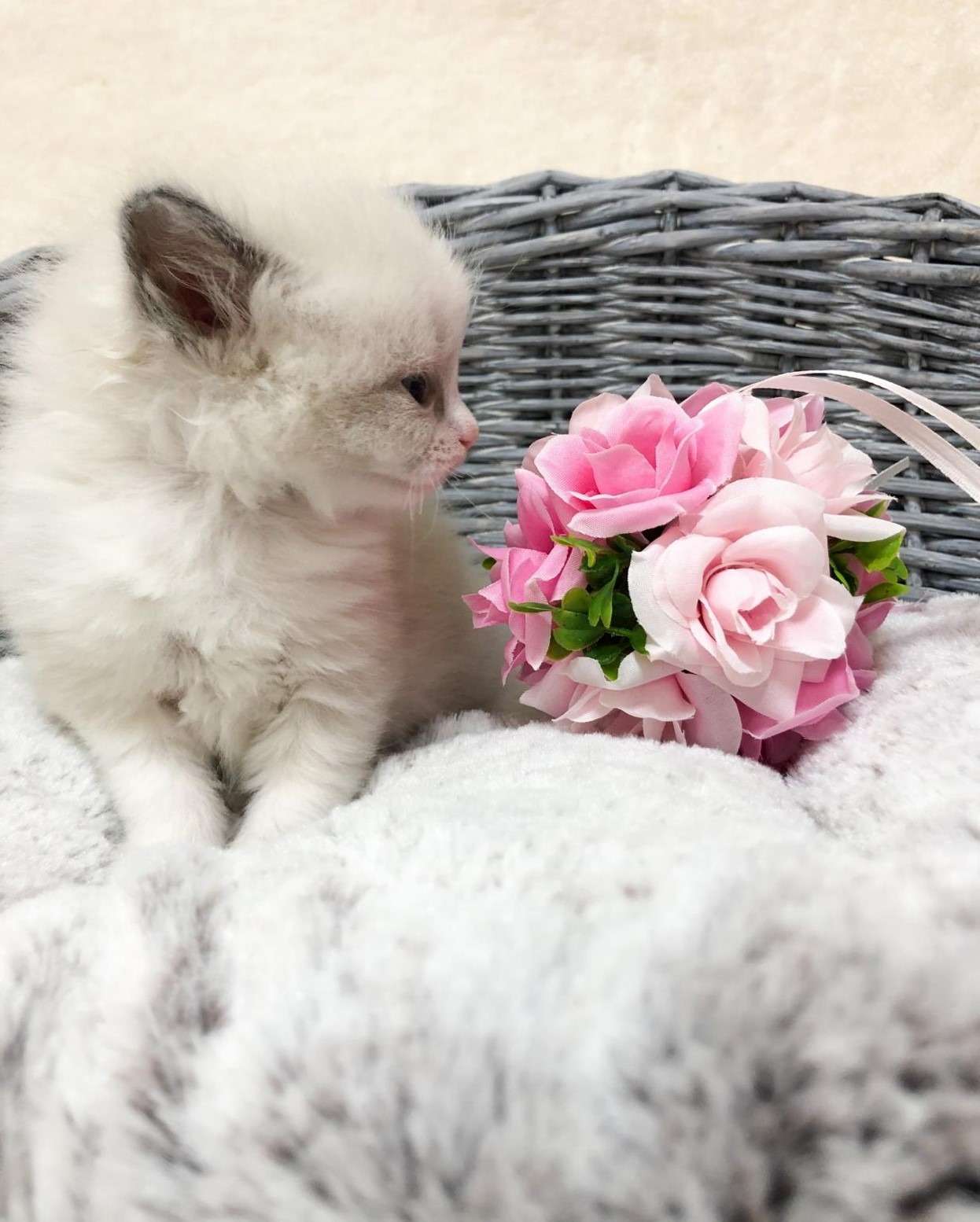 ラグドール（男の子）