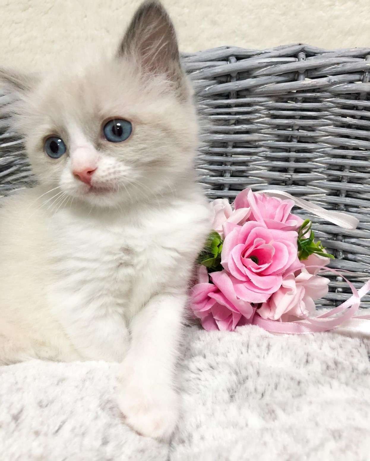 ラグドール（女の子）