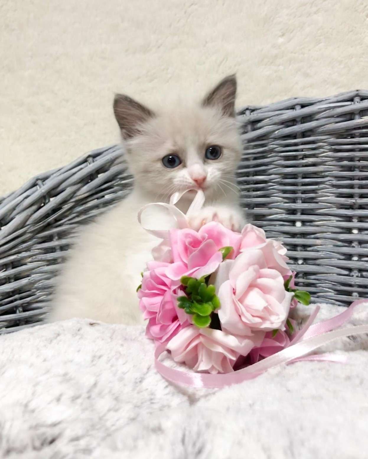 ラグドール（女の子）