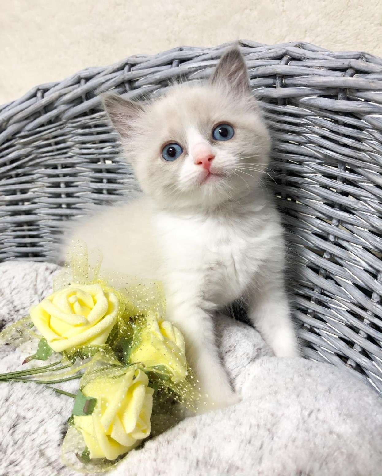 ラグドール（女の子）