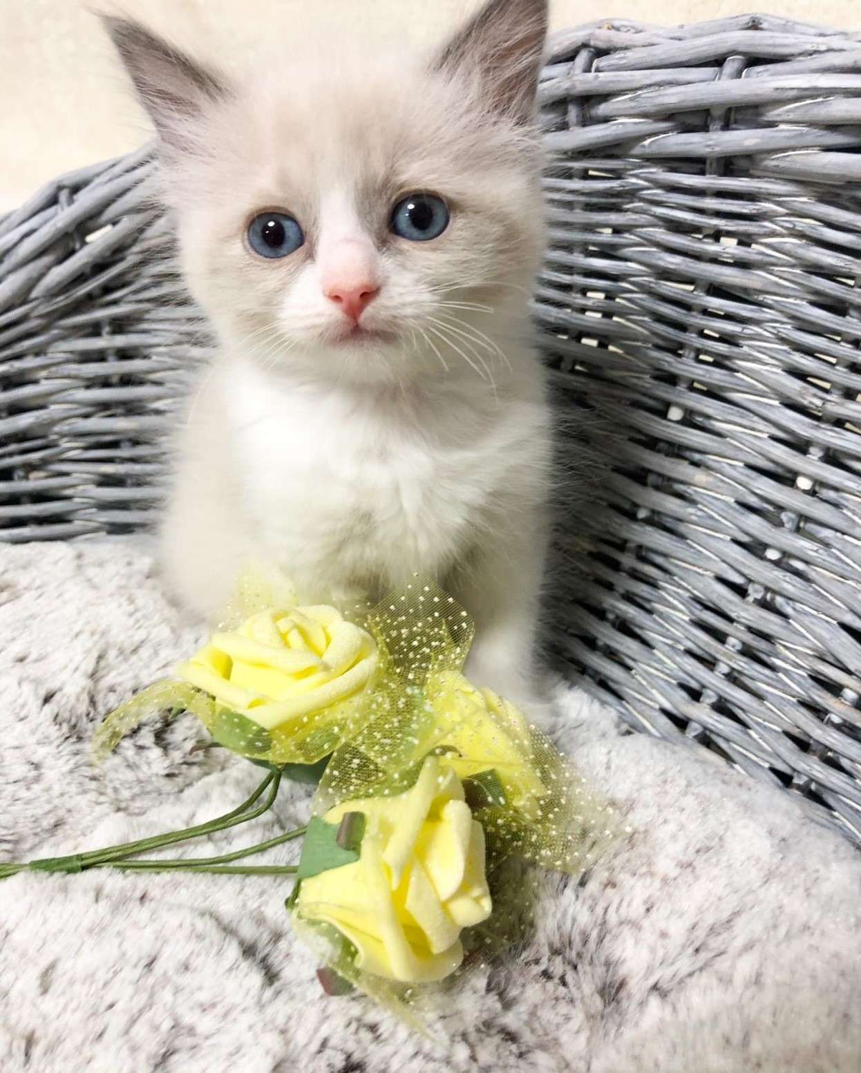 ラグドール（女の子）