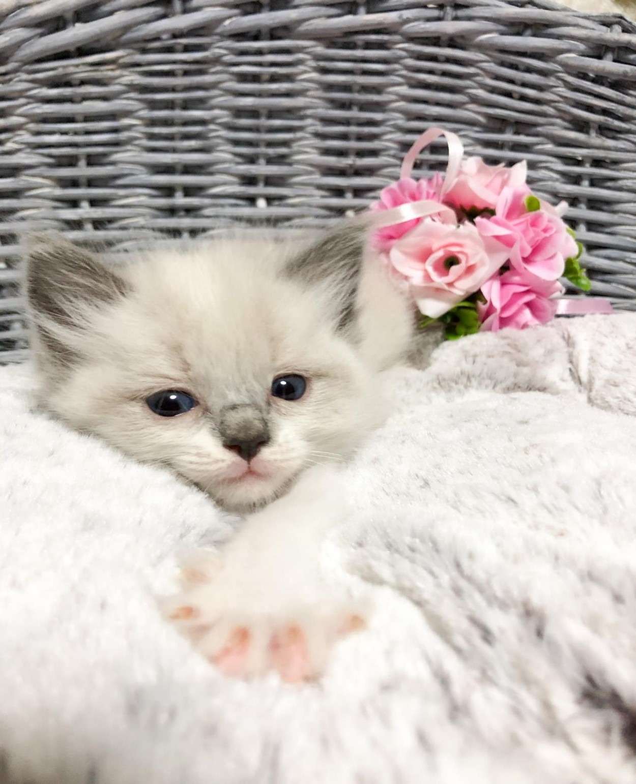 ラグドール（女の子）