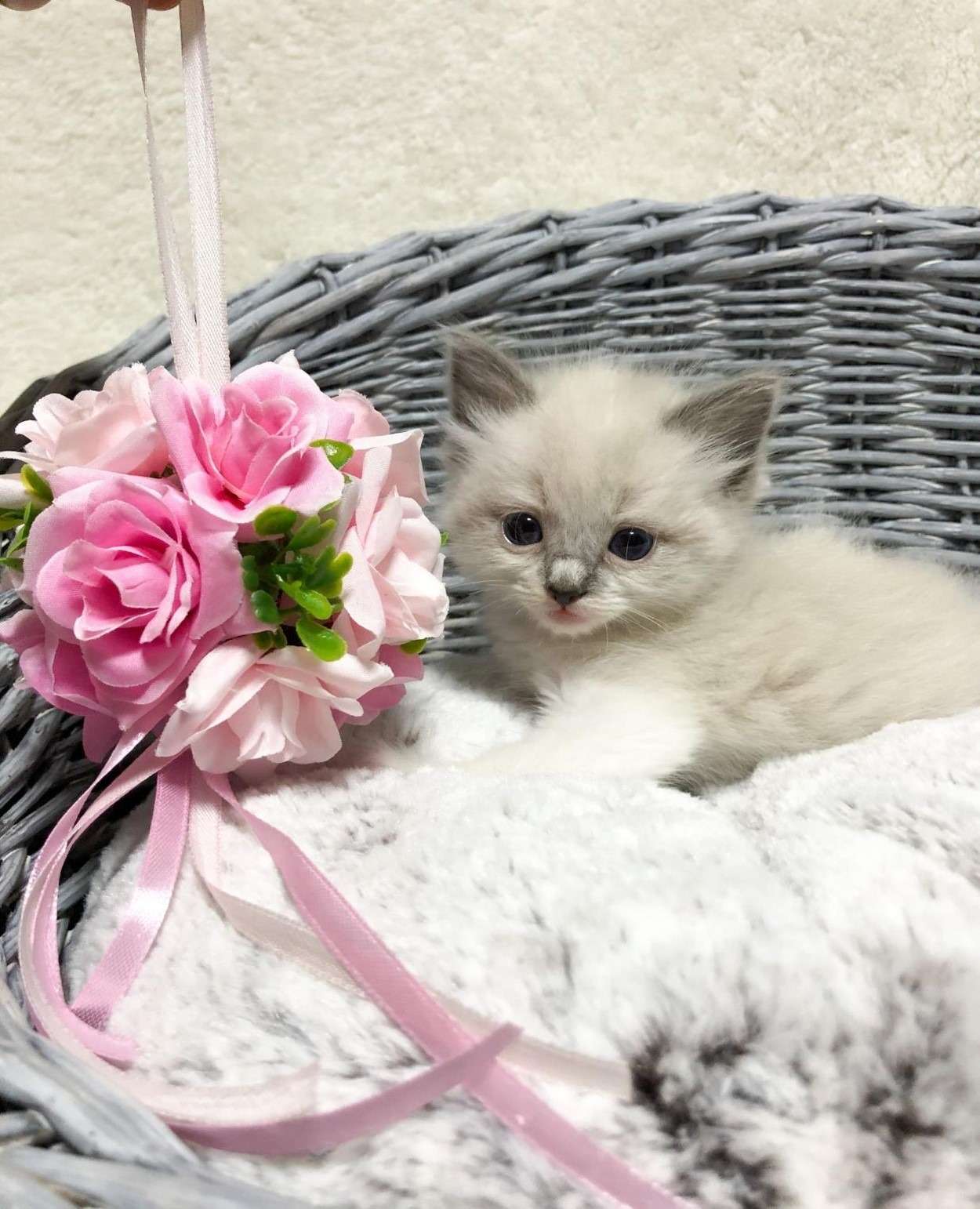 ラグドール（女の子）