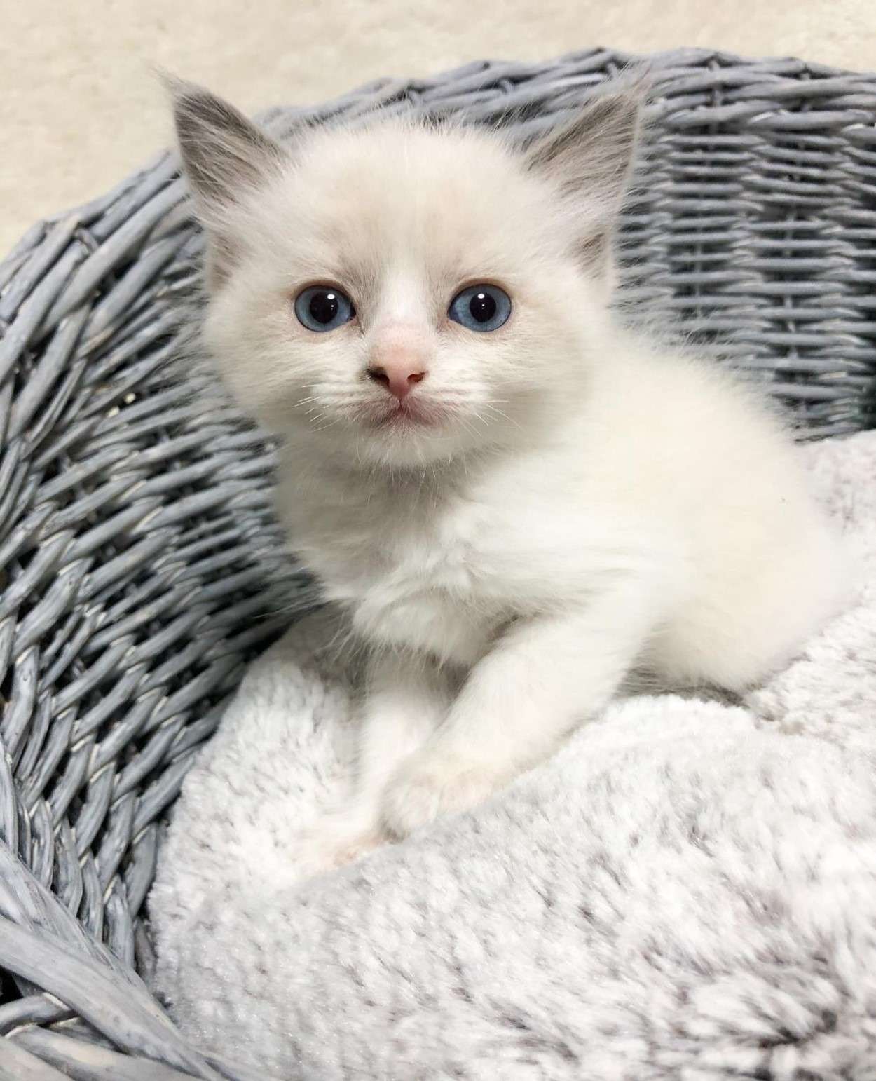 ラグドール（男の子）