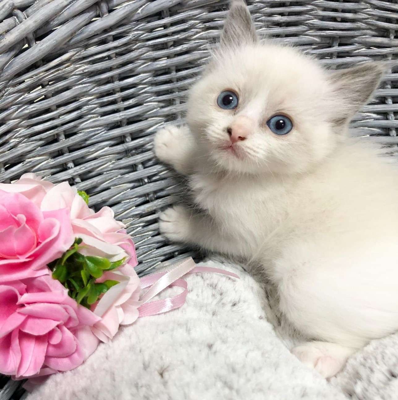 ラグドール（男の子）