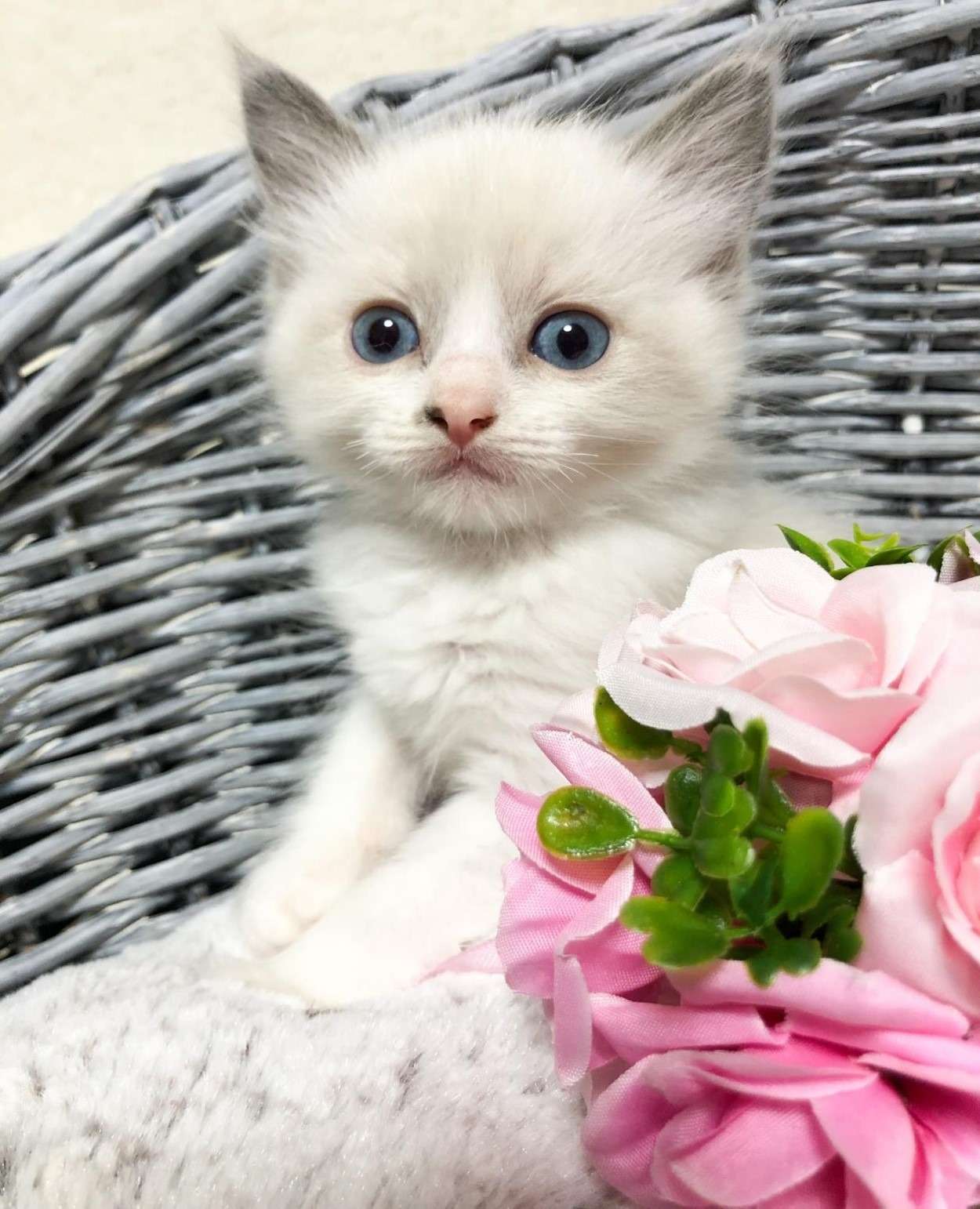 ラグドール（男の子）