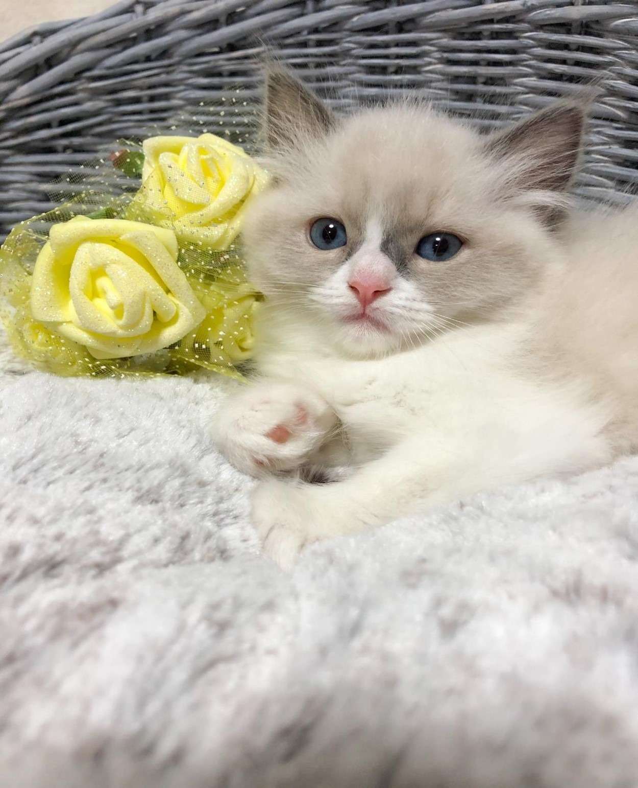 ラグドール（女の子）