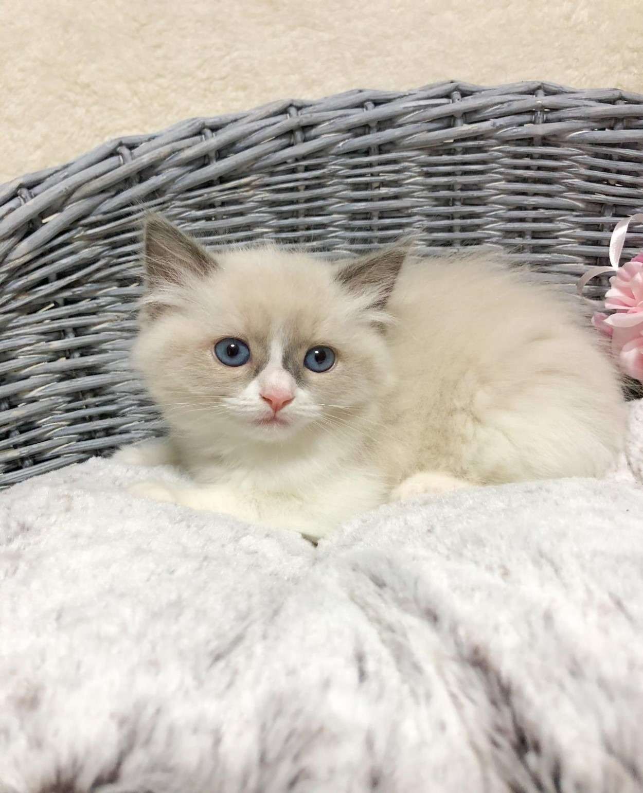 ラグドール（女の子）