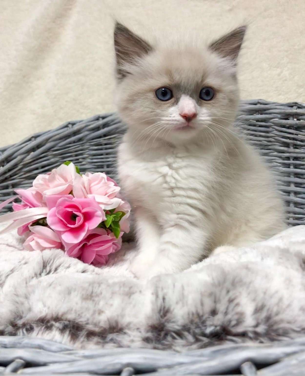 ラグドール（男の子）