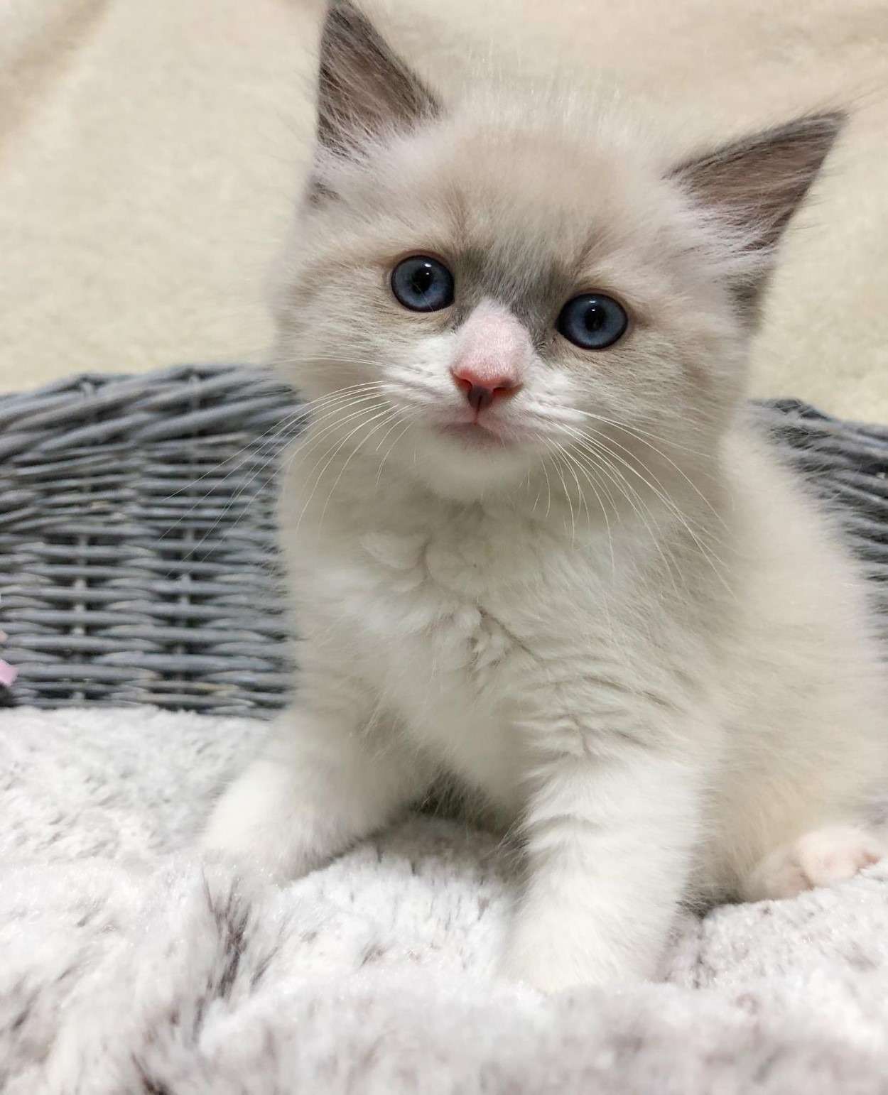 ラグドール（男の子）