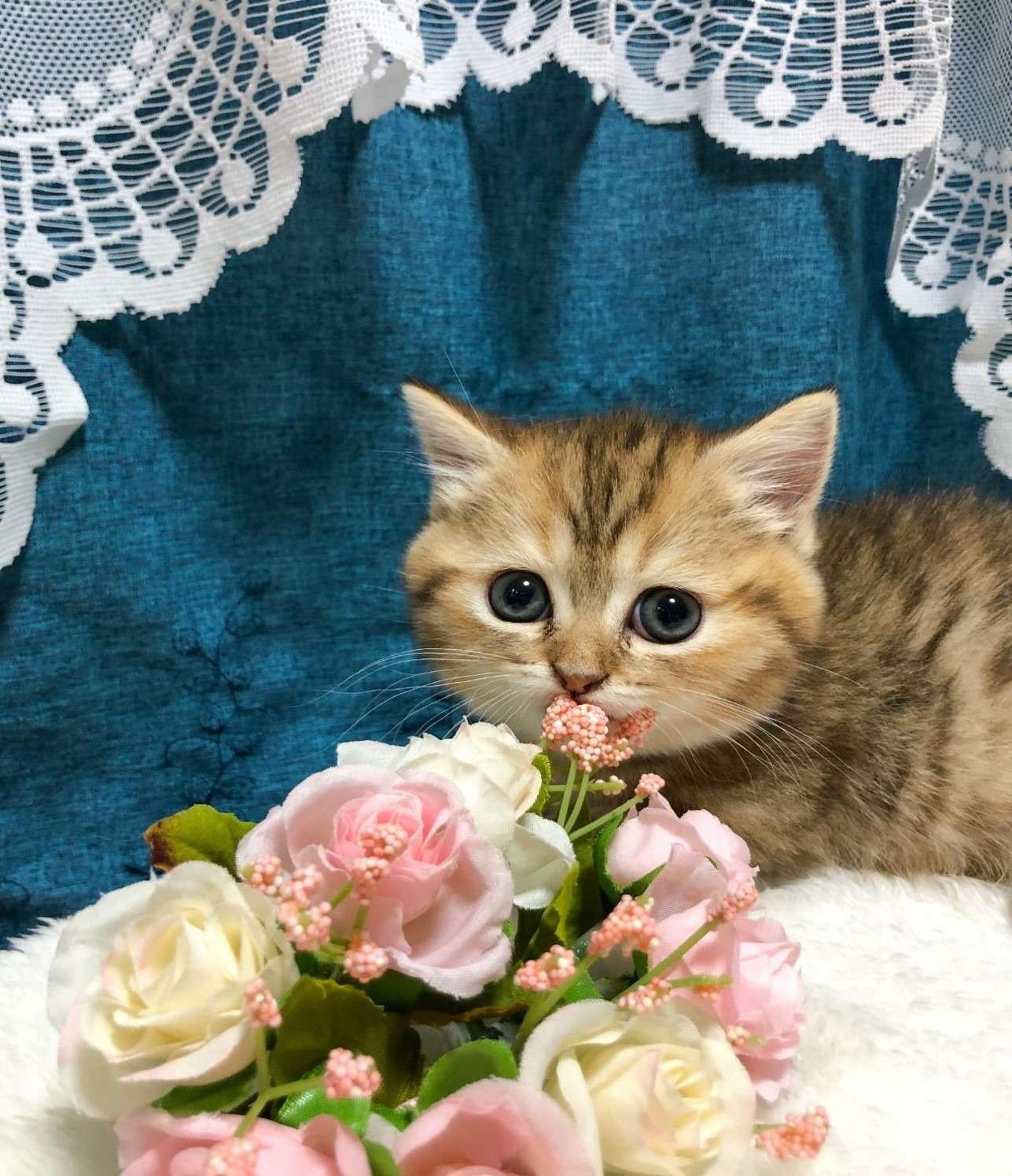 ミヌエット（女の子）