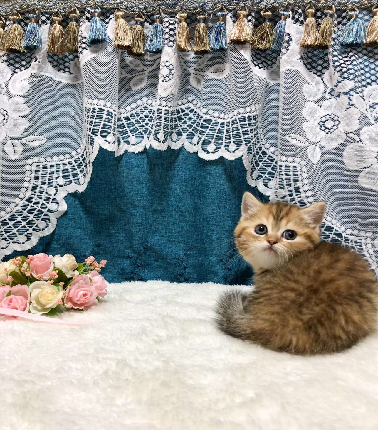 ミヌエット（女の子）