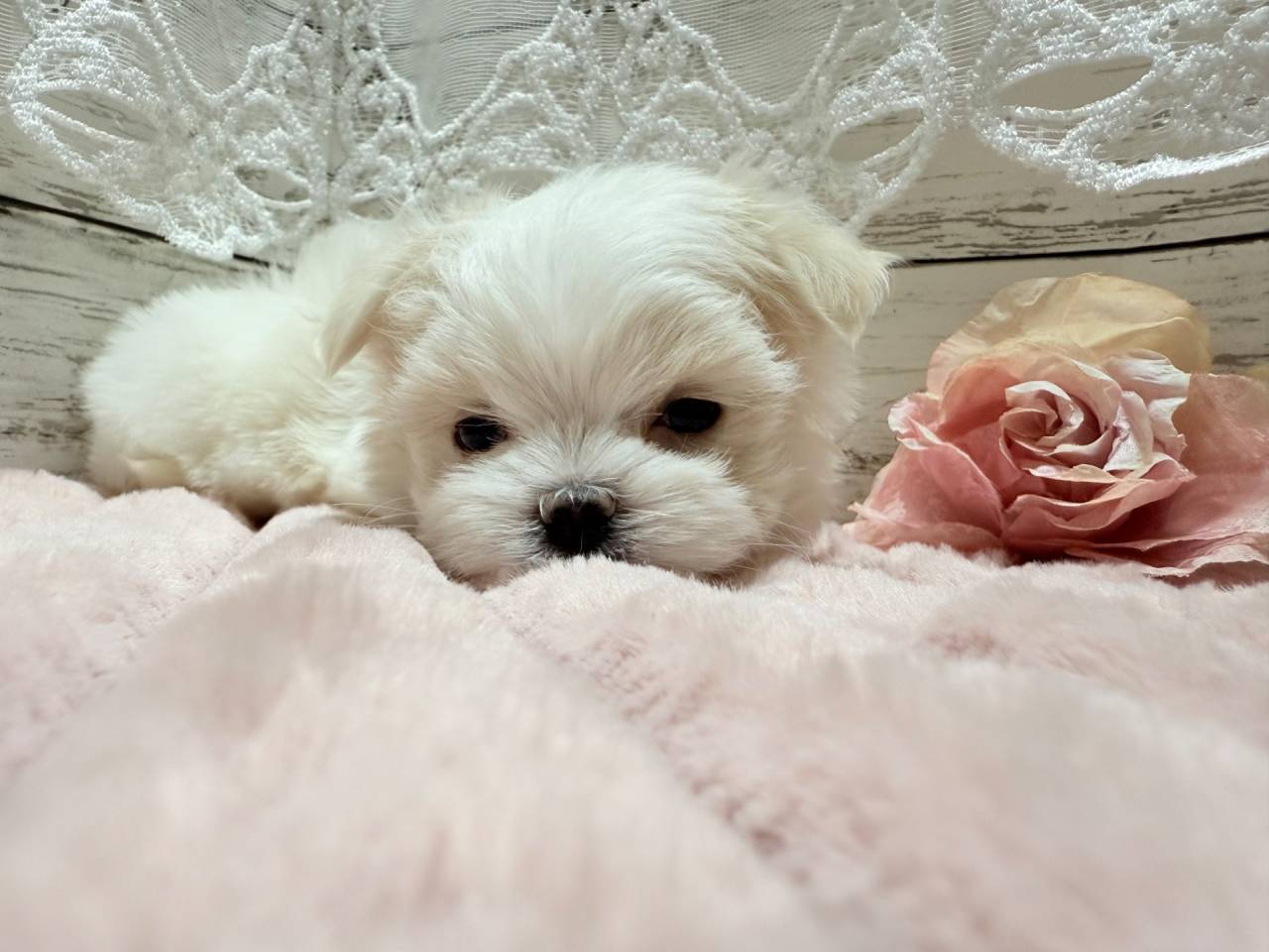 マルチーズ（女の子）