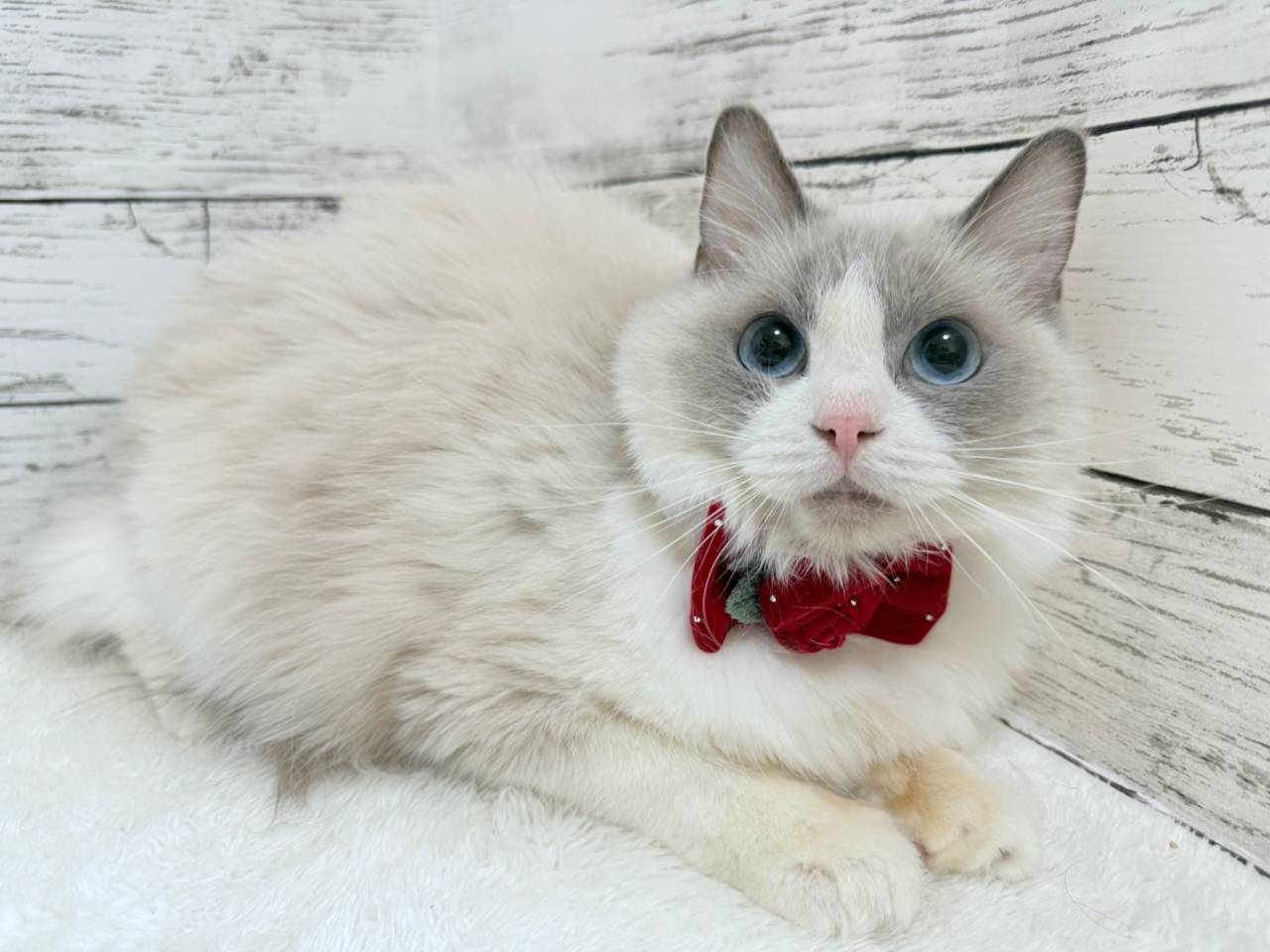 【ママ】カヌレ