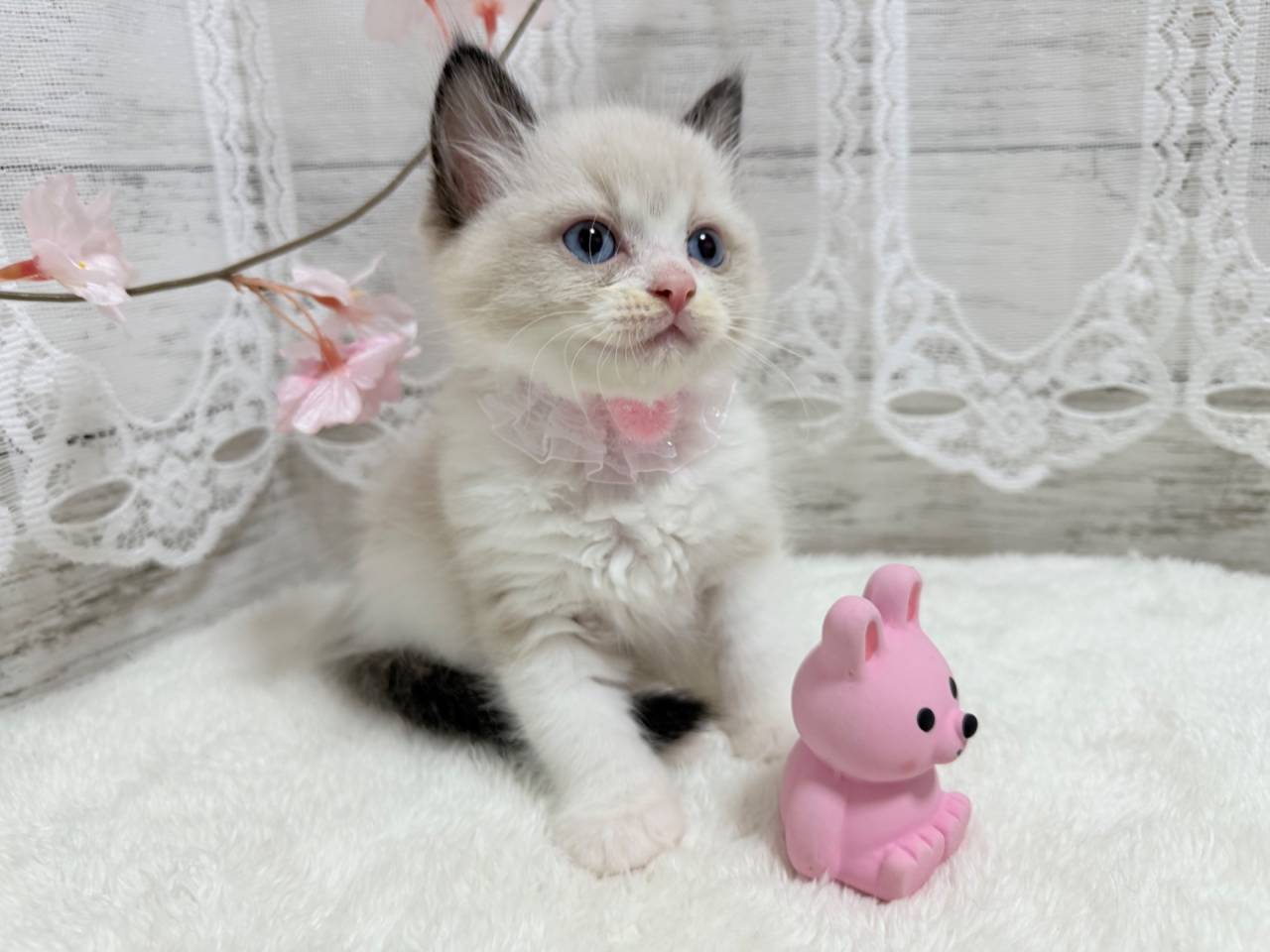 ラグドール（女の子）