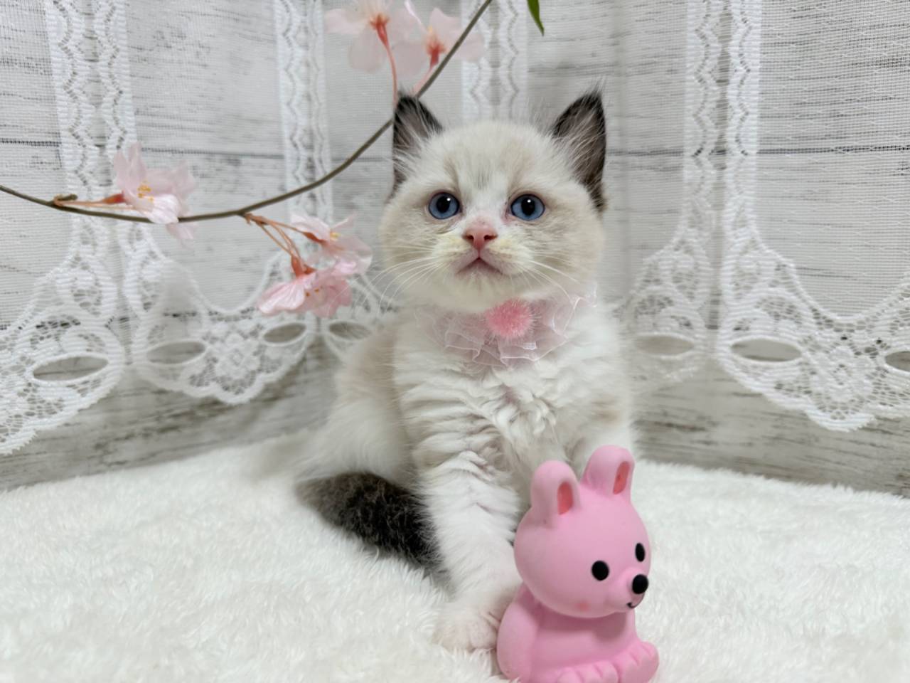 ラグドール（女の子）