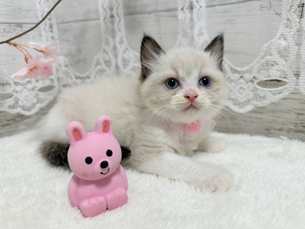 ラグドール（女の子）