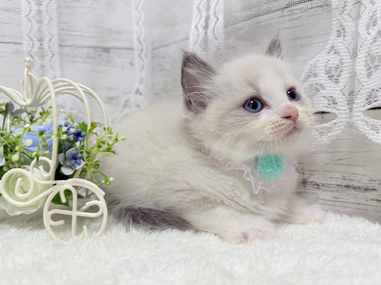 ラグドール（男の子）