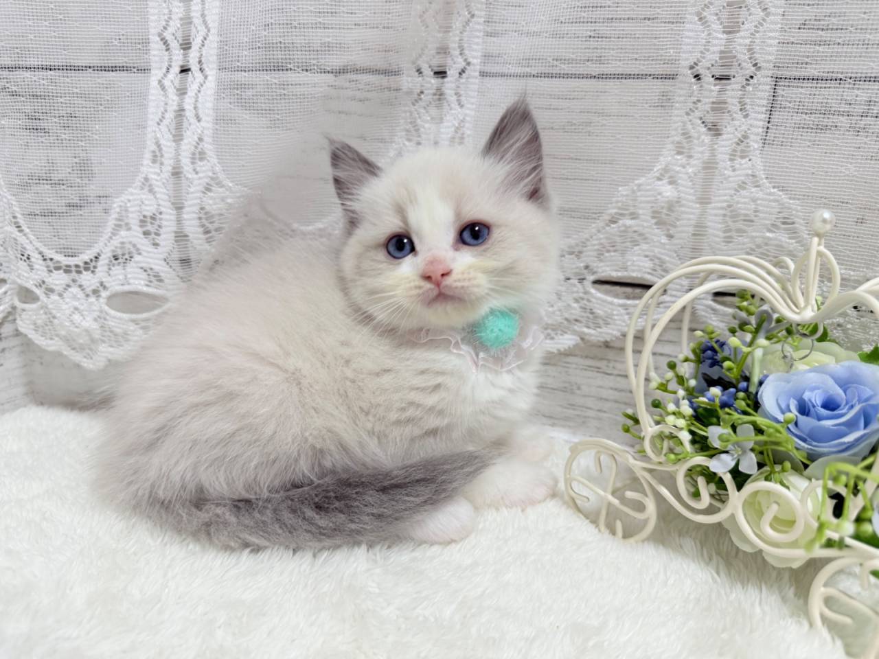 ラグドール（男の子）