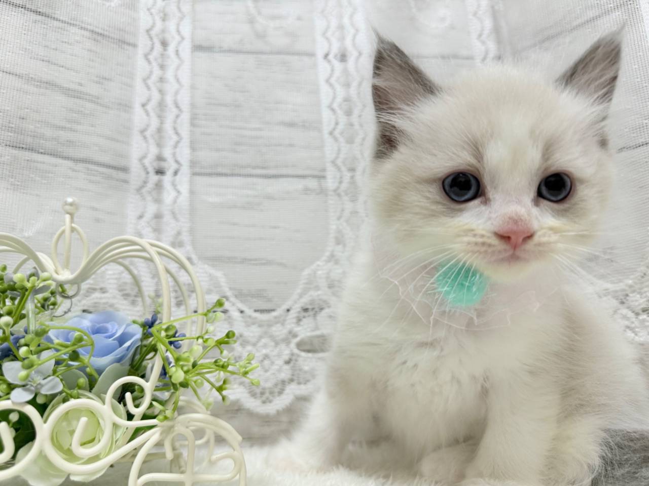 ラグドール（男の子）