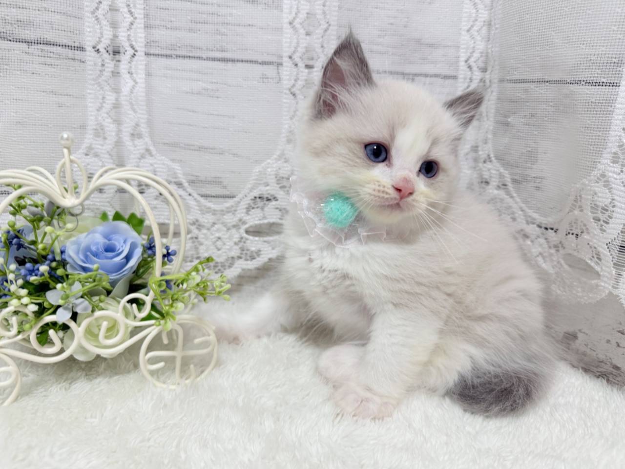 ラグドール（男の子）