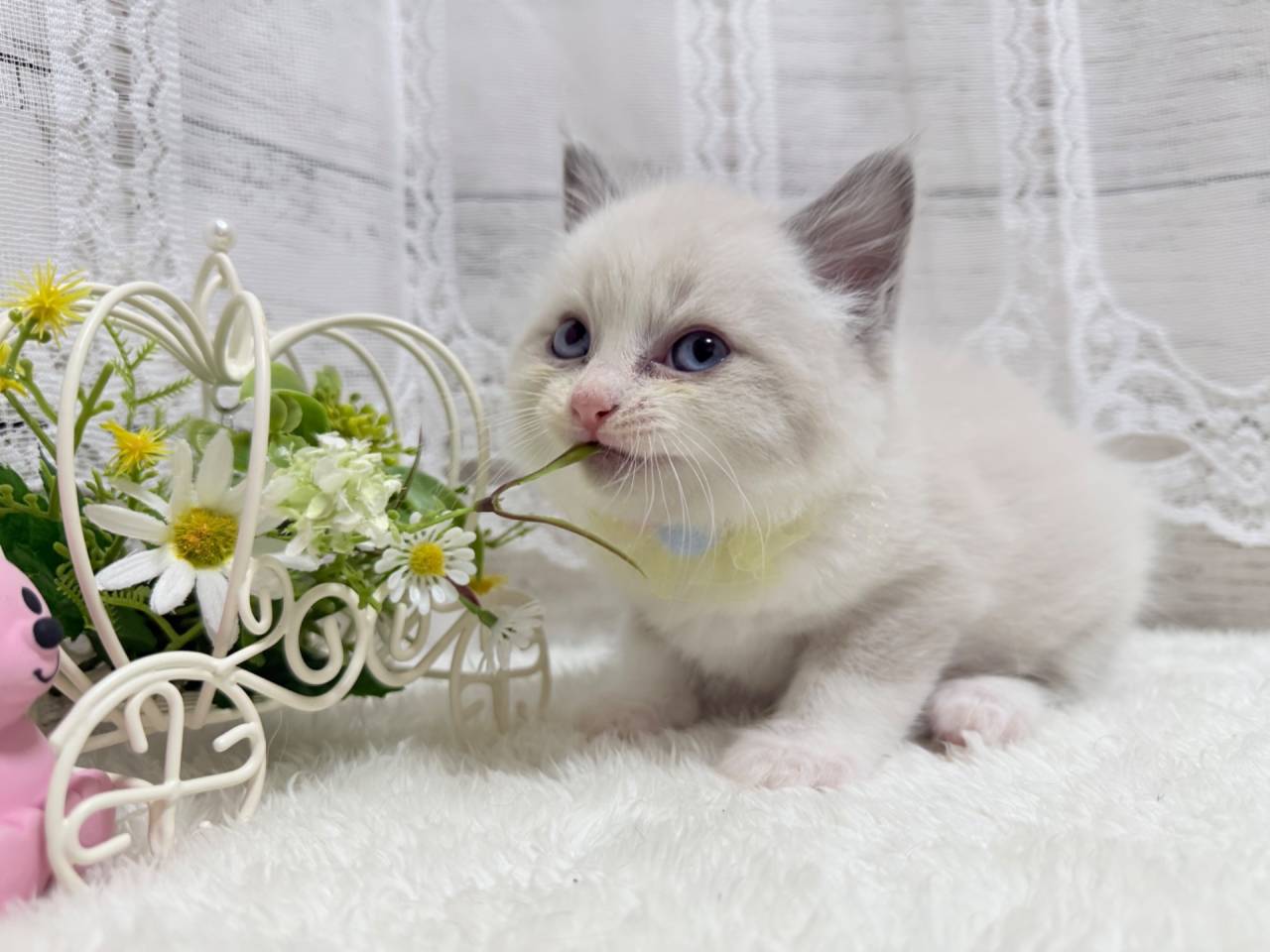 ラグドール（男の子）