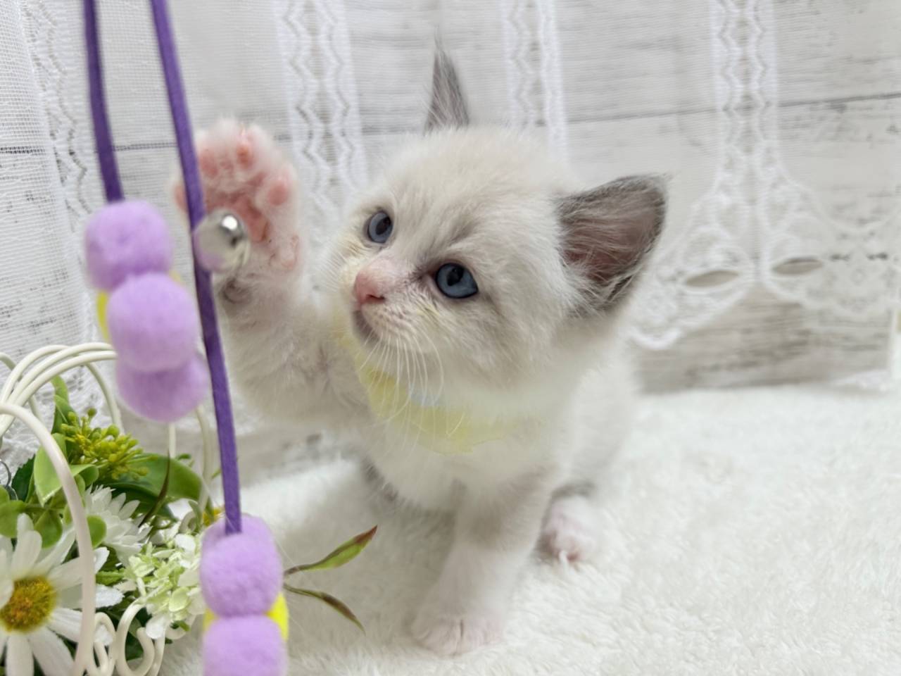 ラグドール（男の子）