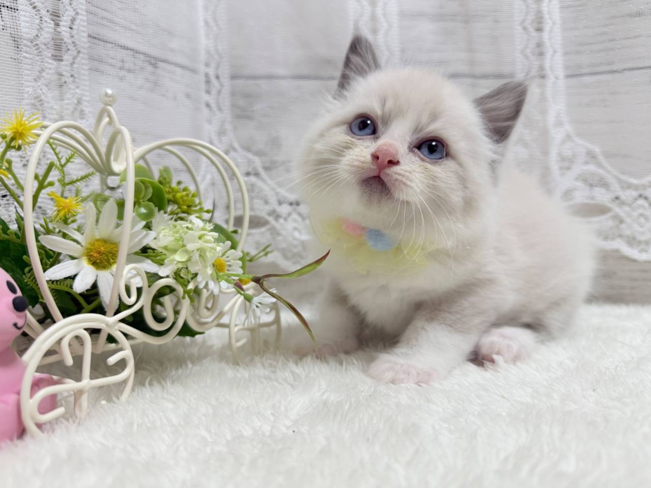 ラグドール（男の子）