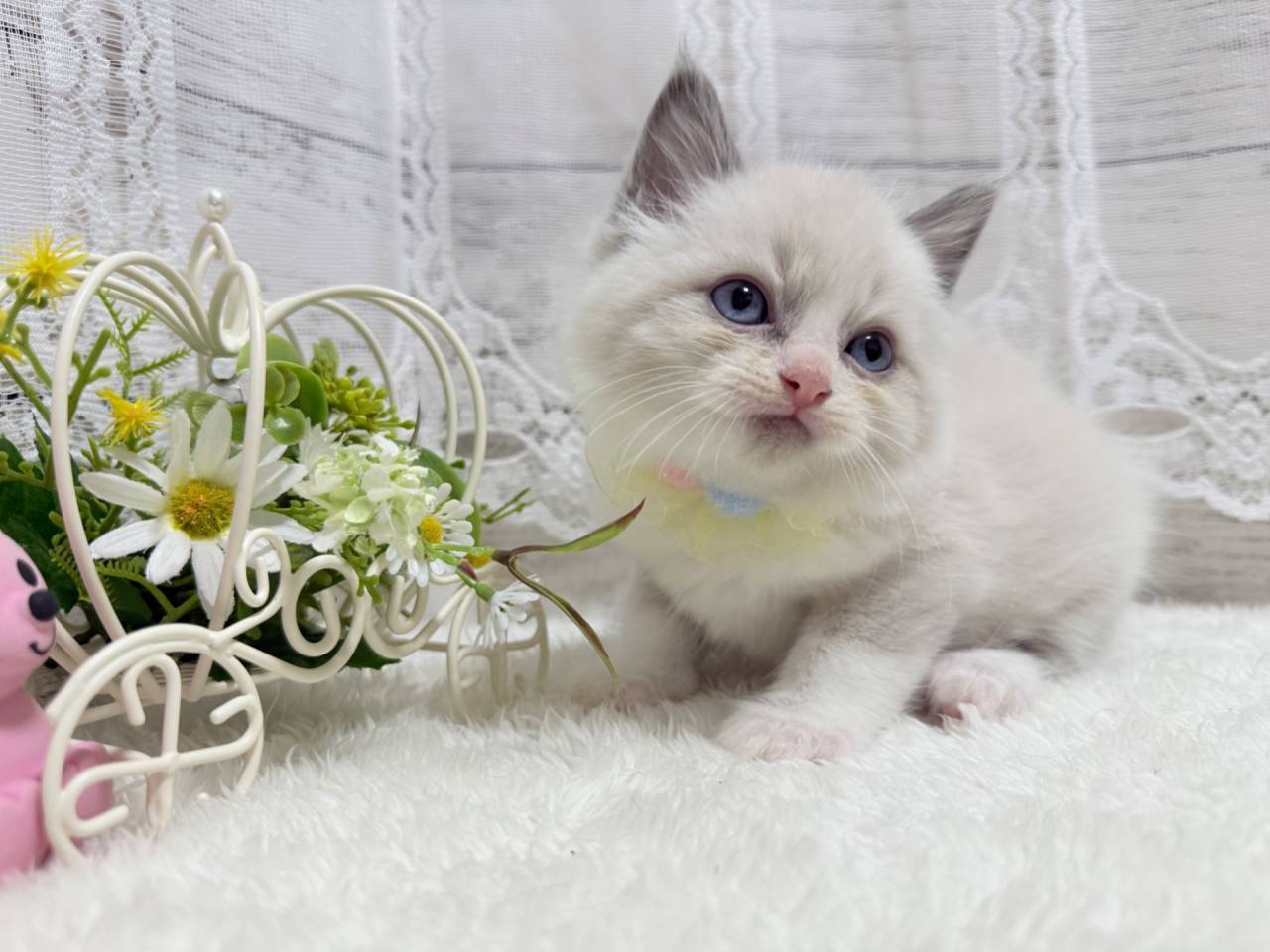 ラグドール（男の子）