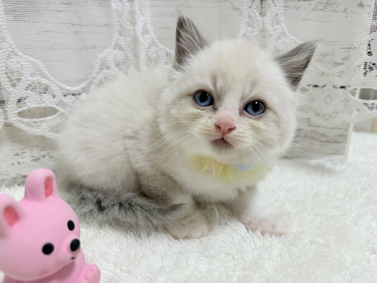 ラグドール（男の子）