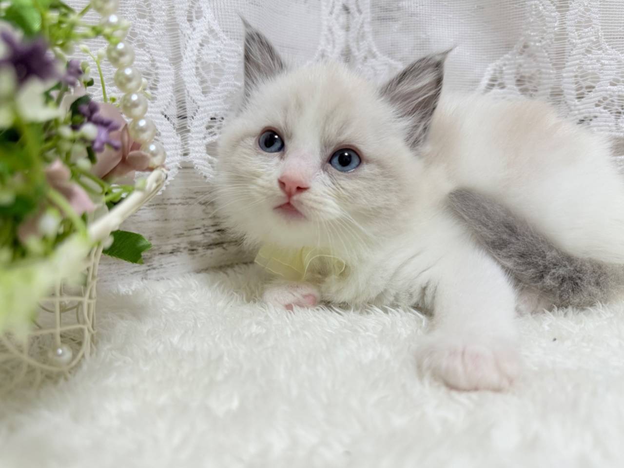 ラグドール（女の子）