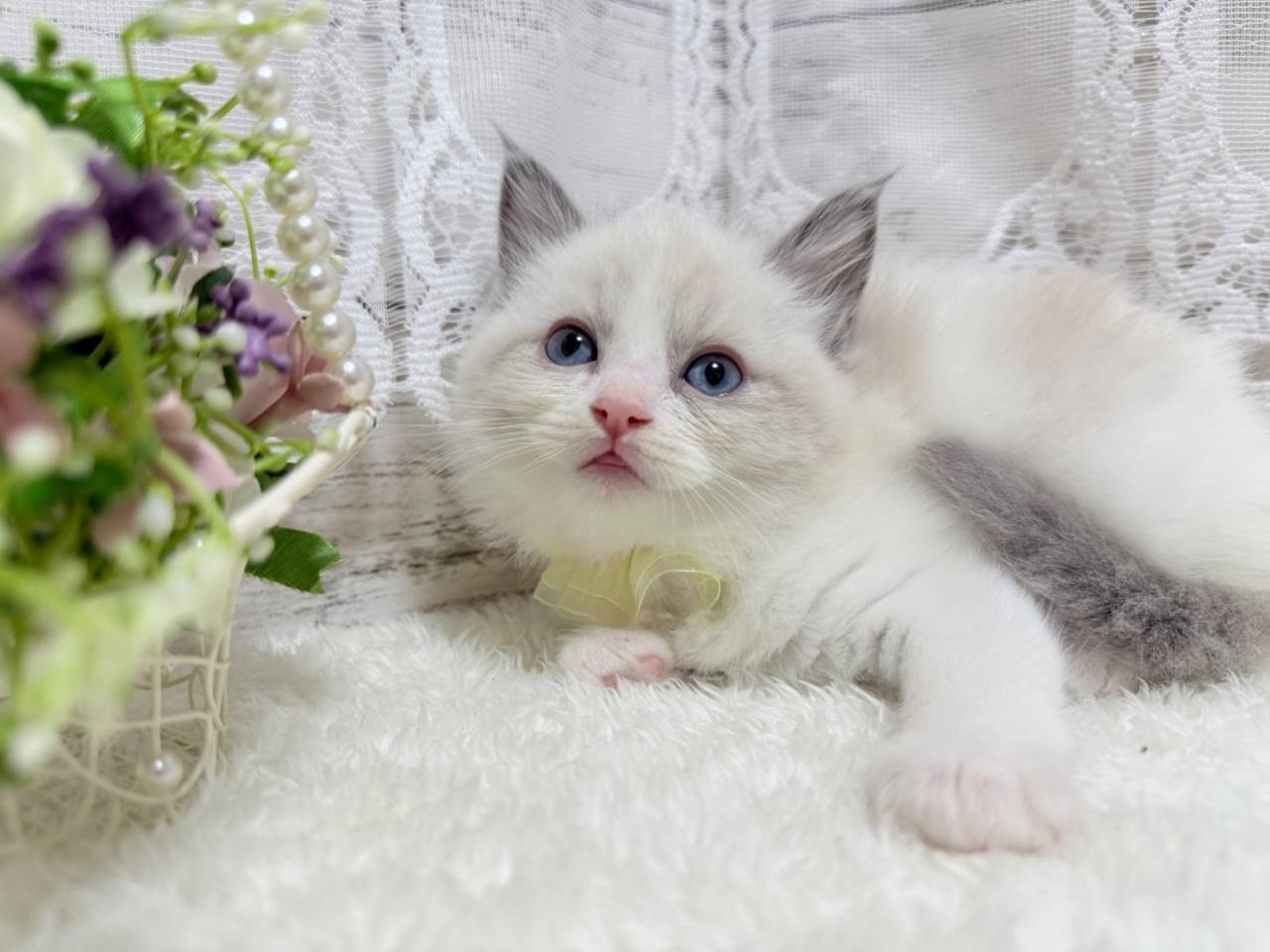 ラグドール（女の子）