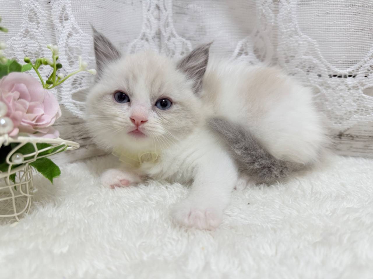 ラグドール（女の子）