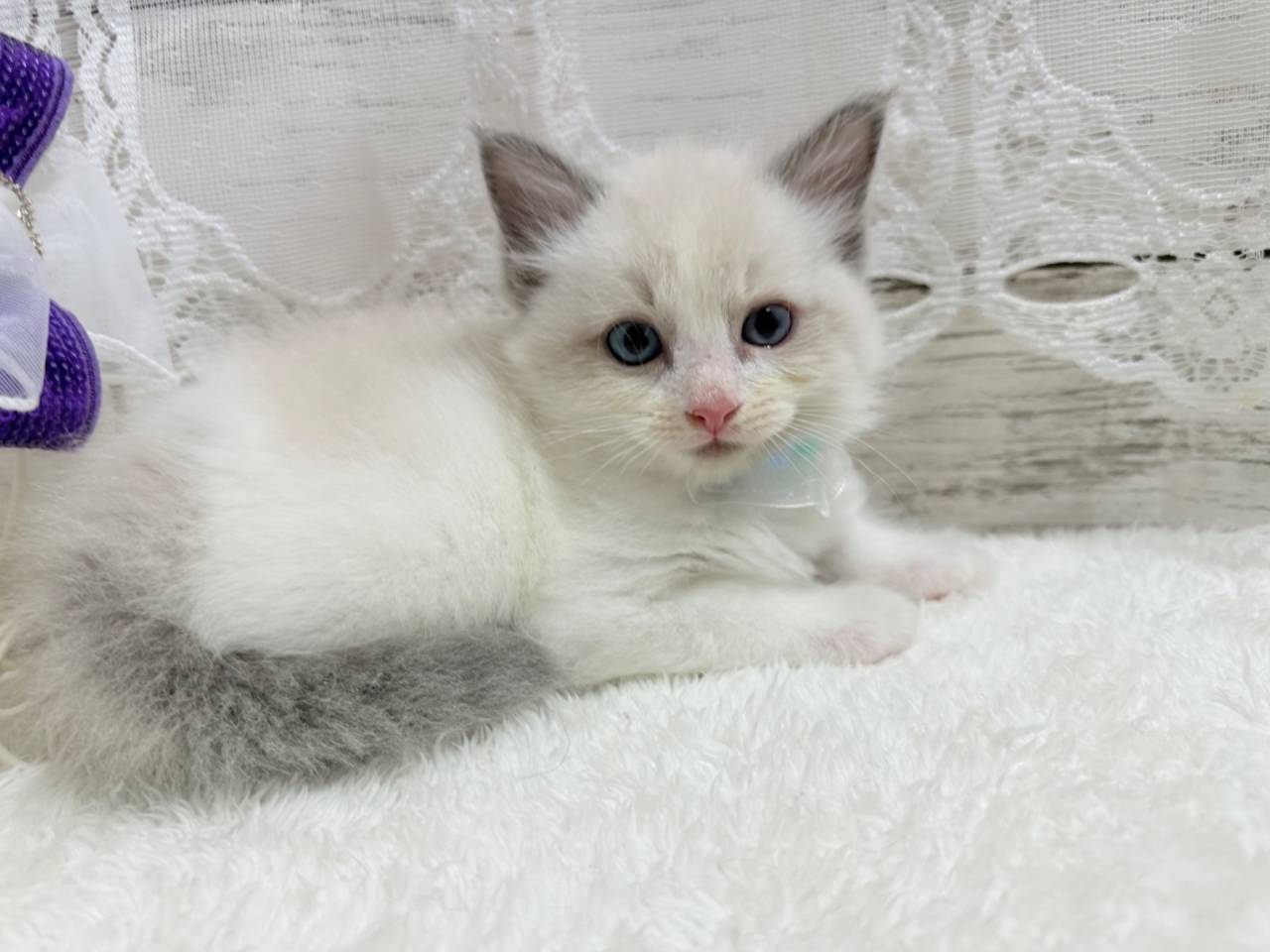 ラグドール（男の子）