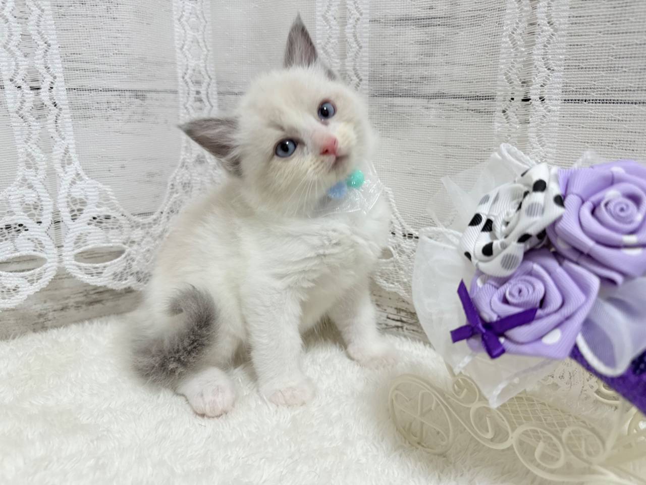 ラグドール（男の子）