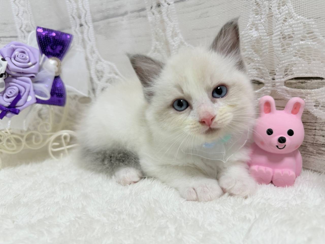 ラグドール（男の子）