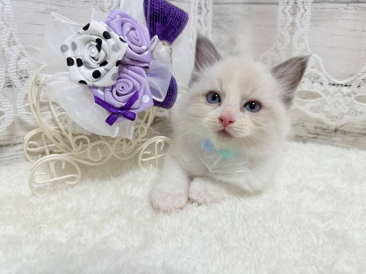 ラグドール（男の子）