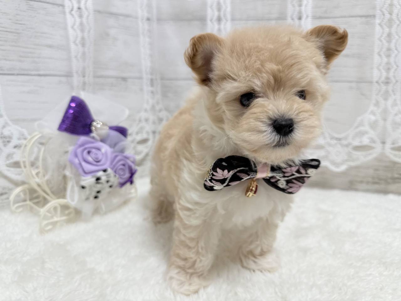 マルプー（マルチーズ×プードル、女の子）