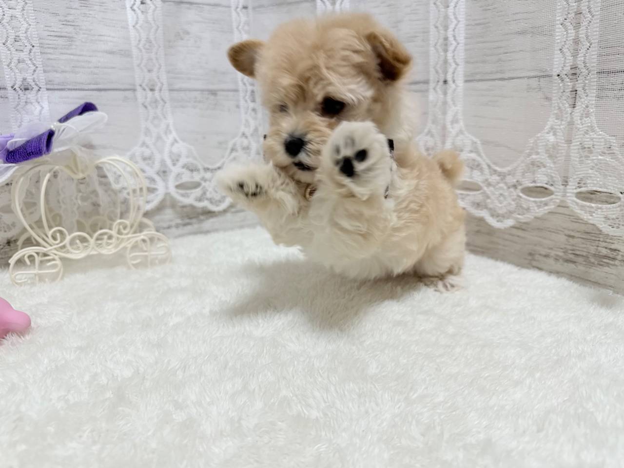 マルプー（マルチーズ×プードル、女の子）