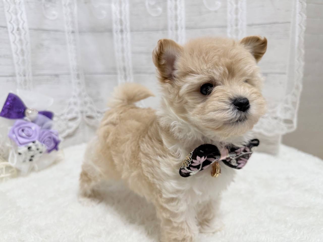 マルプー（マルチーズ×プードル、女の子）