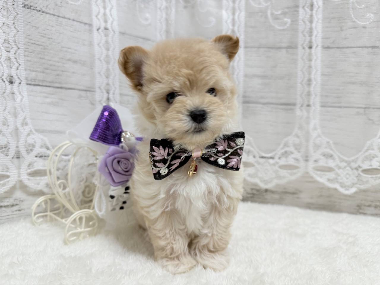 マルプー（マルチーズ×プードル、女の子）