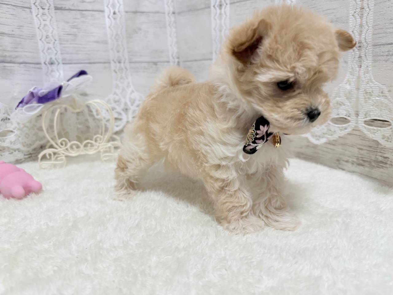 マルプー（マルチーズ×プードル、女の子）