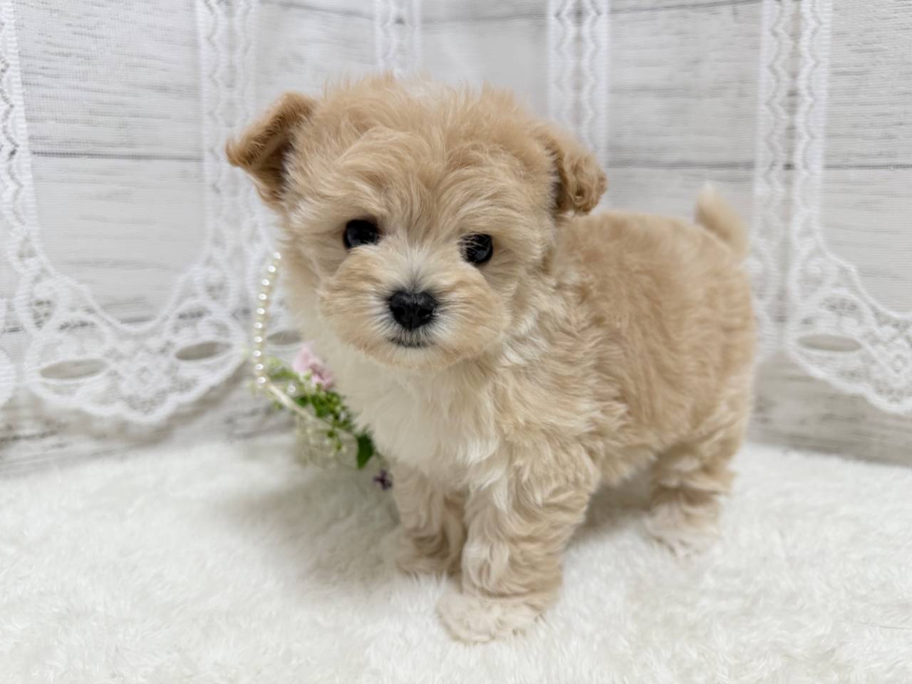 マルプー（マルチーズ×プードル、女の子）