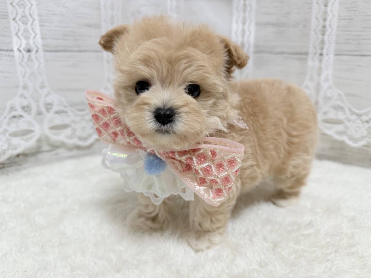 マルプー（マルチーズ×プードル、女の子）