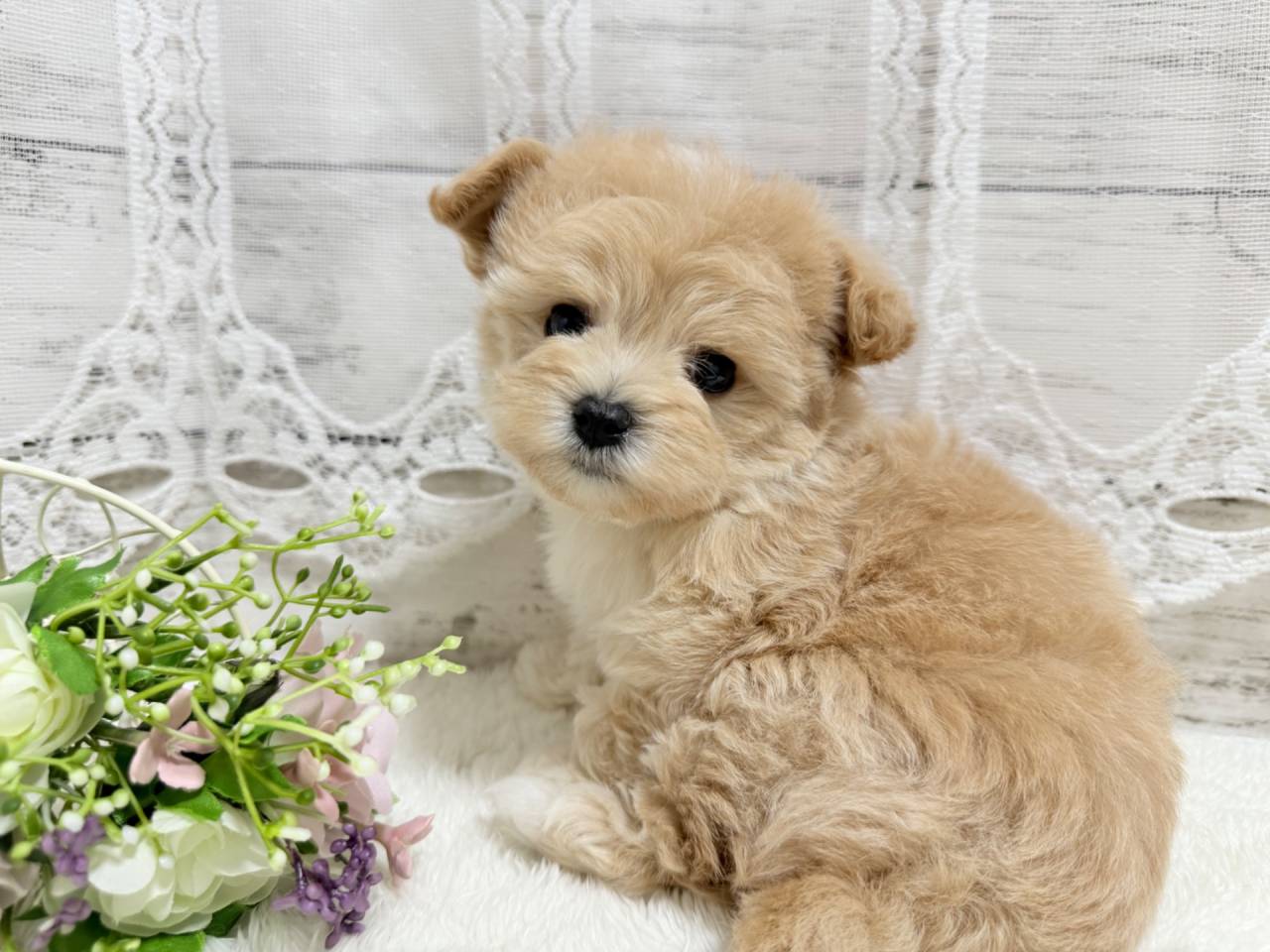 マルプー（マルチーズ×プードル、女の子）