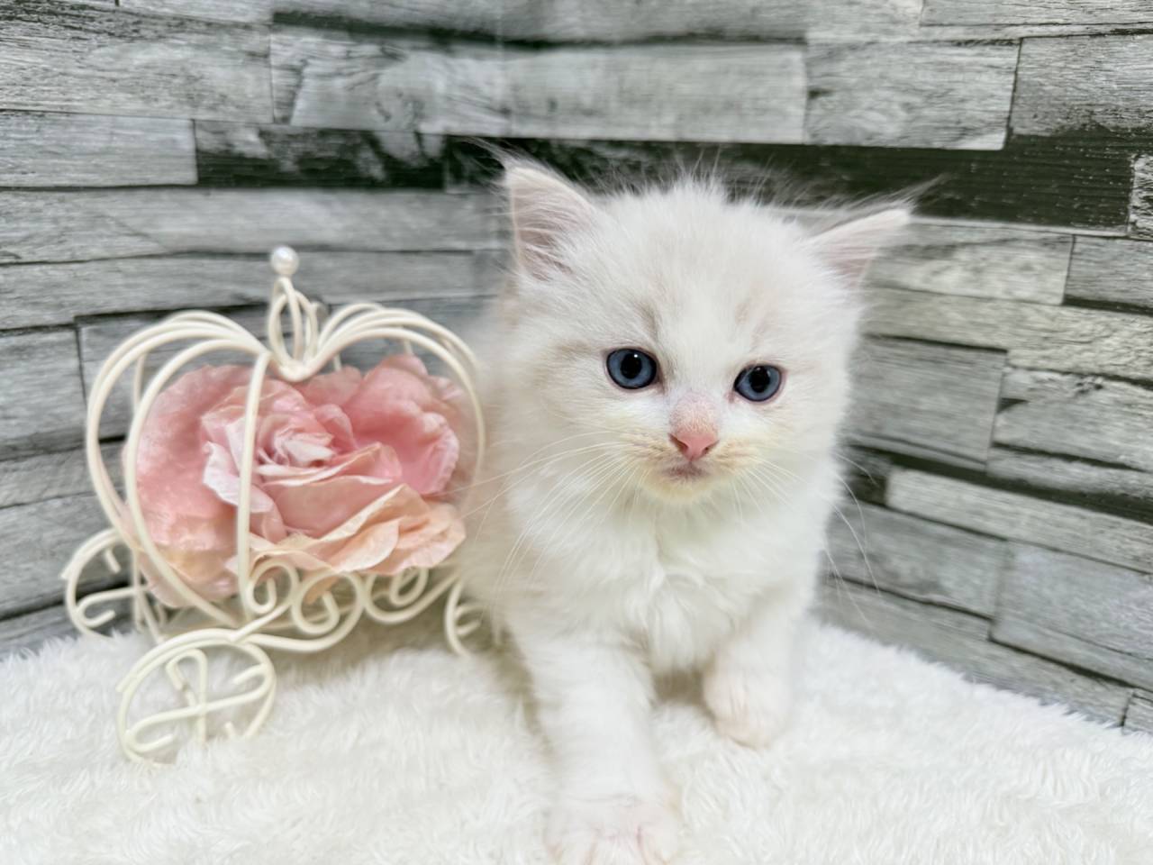 ラグドール（女の子）